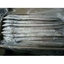 Frozen ribbonfish fish W/R